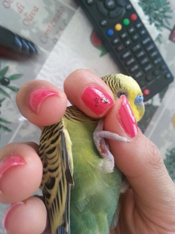 Problema zampette
cocorita