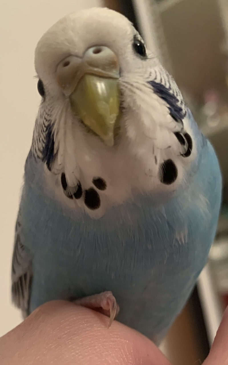 Sono preoccupata per il
mio coco