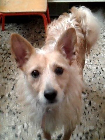 maschio o femmina