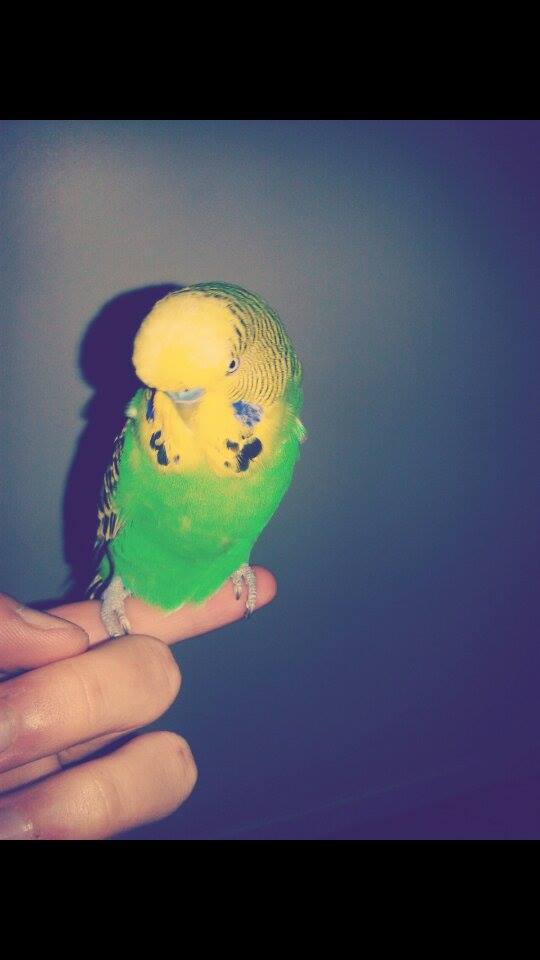 Mi presento