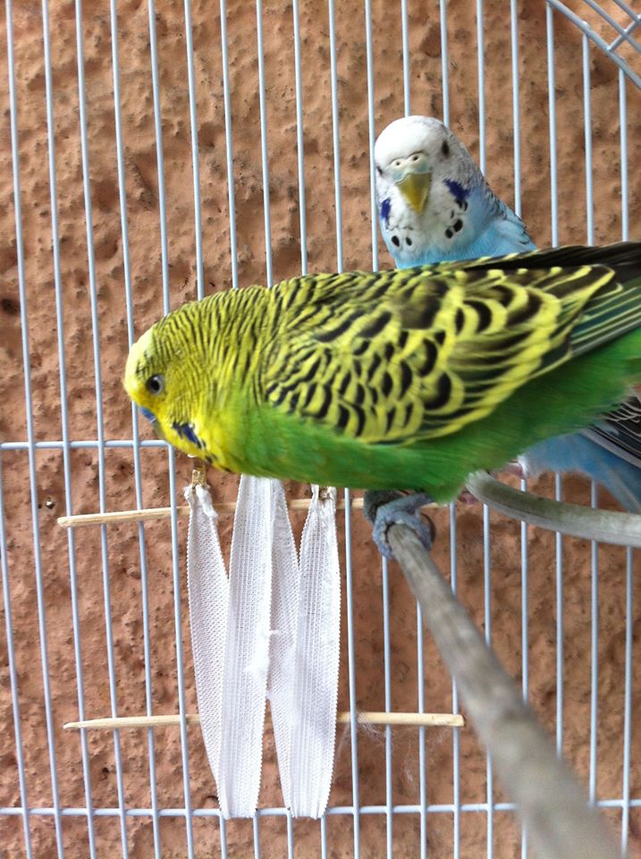 cocorita gratta il
"culetto"