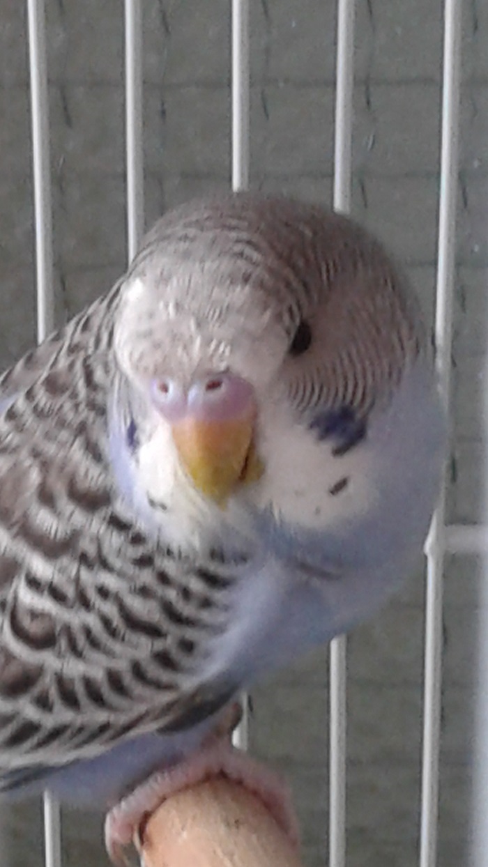 sesso coco aiuto