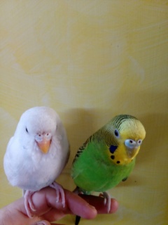 Sesso coco
