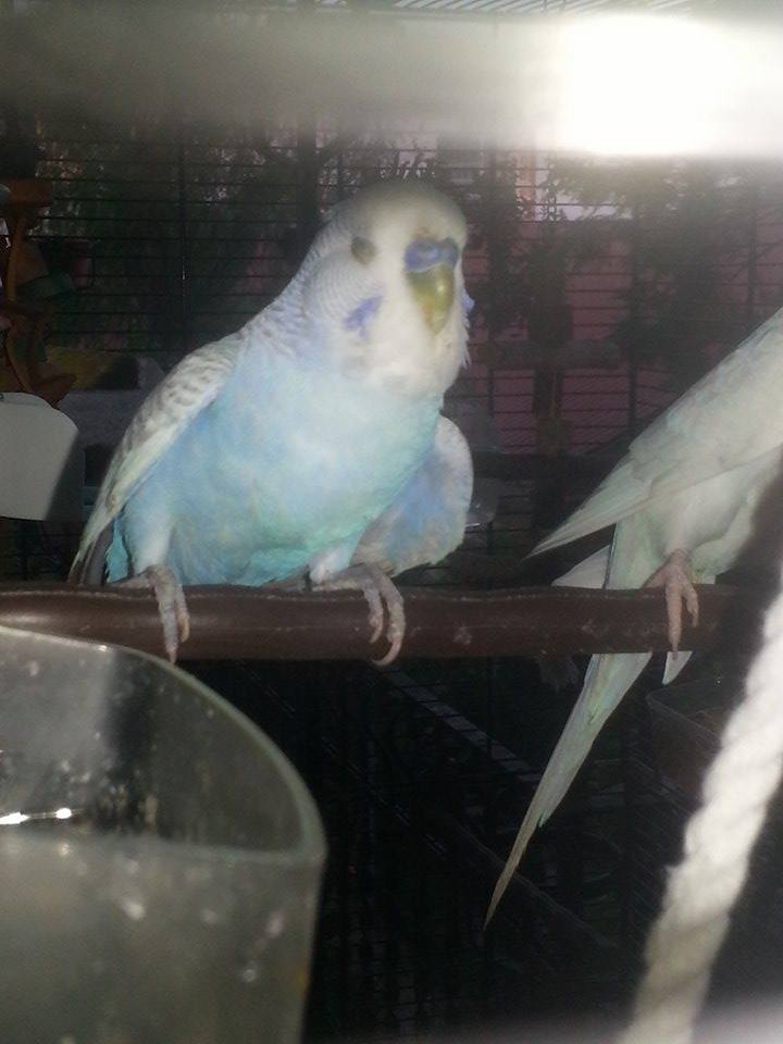 mi presento!