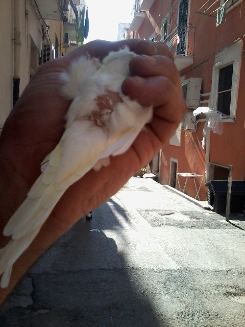 gonfiore sotto pancia