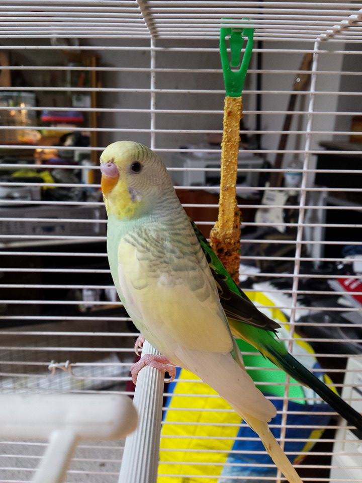mi presento con una
domanda