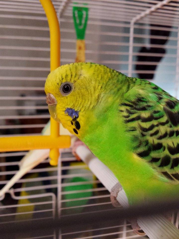 mi presento con...