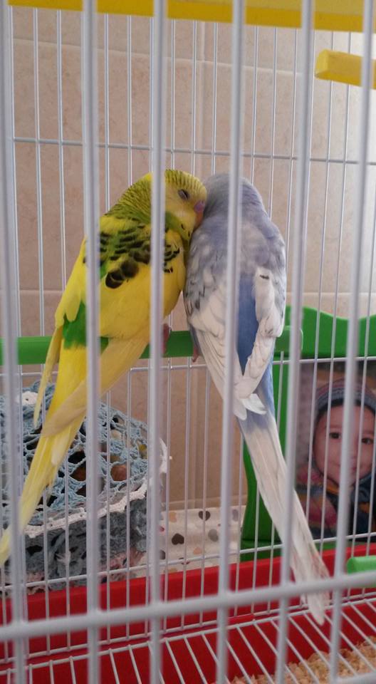 Presento i miei coco...