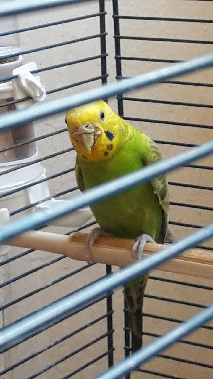 becco ruvido