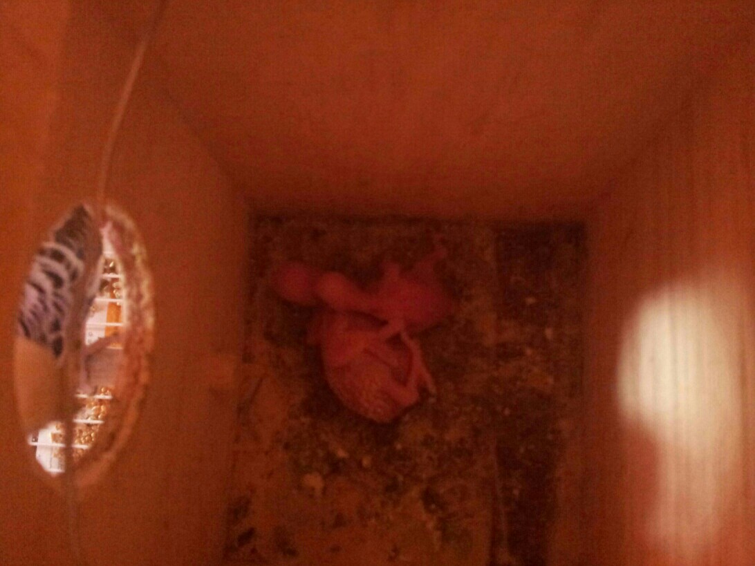 Per clo foto pulli