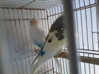 Foto di Ciccio e Giallo