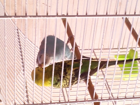 Aggiornamento famigliola
coco :)