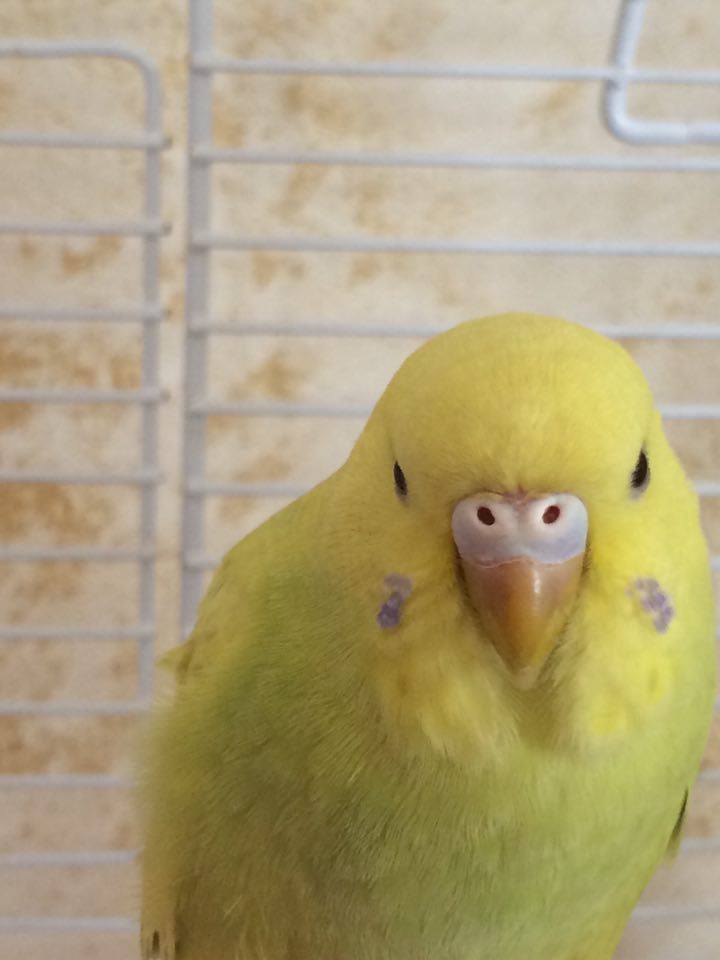 cocorita maschio o
femmina?