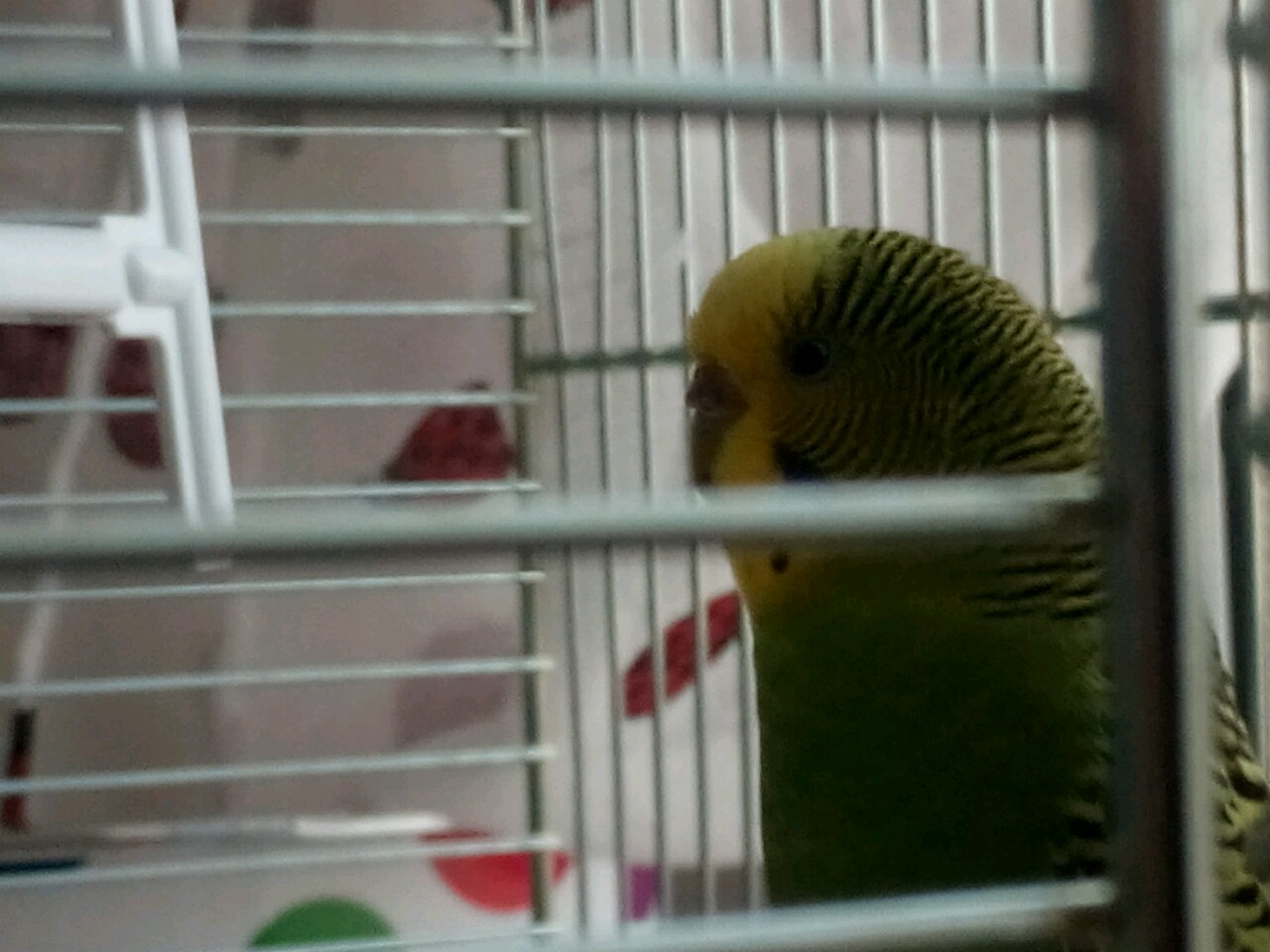 SCABBIA?