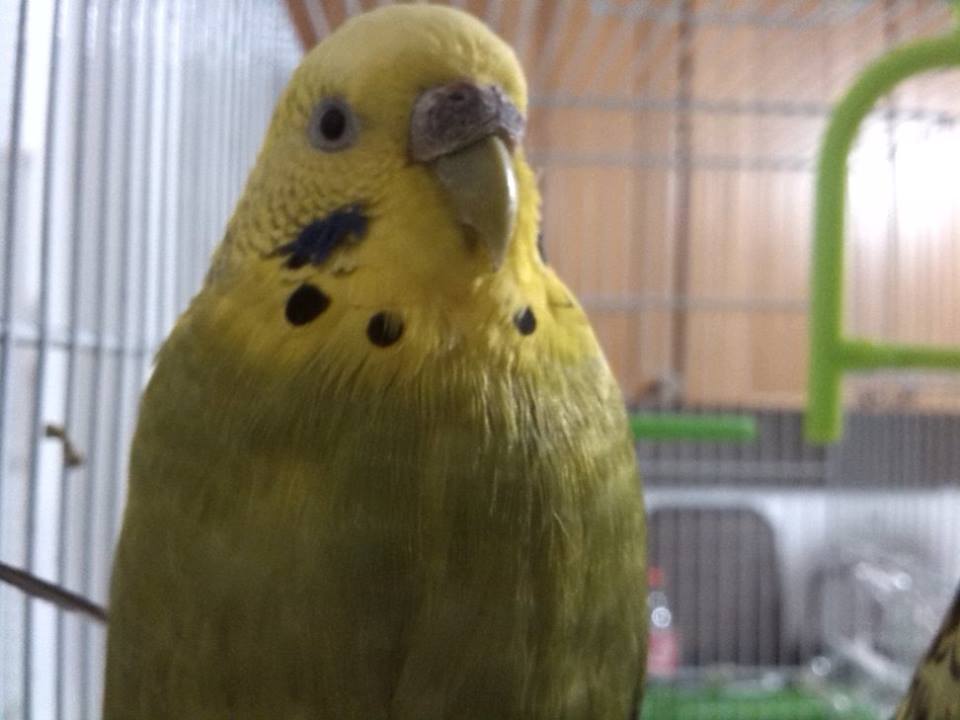 Che mi dite di questa
coco ?