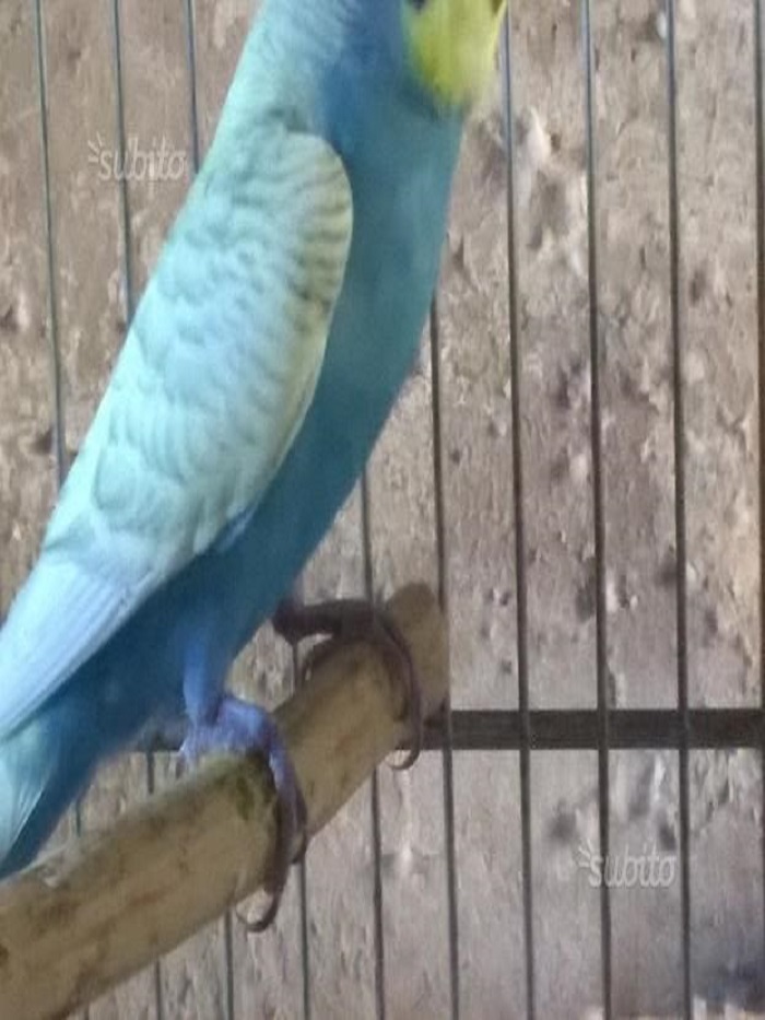 Cocorita !!