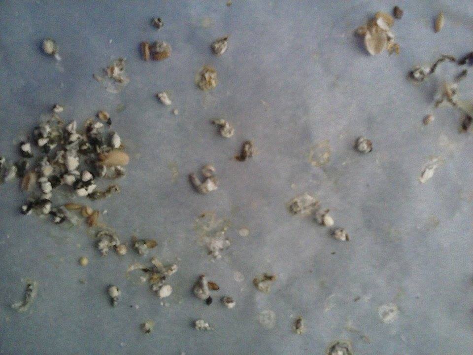 Dubbio feci cocorite