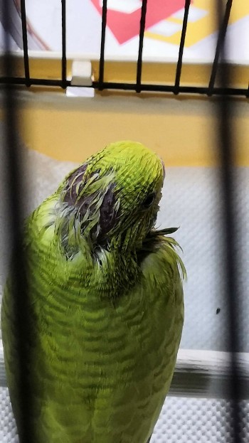 Pullo