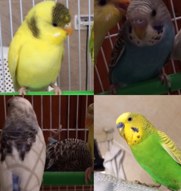 Mutazioni