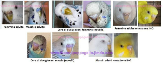 Sesso coco