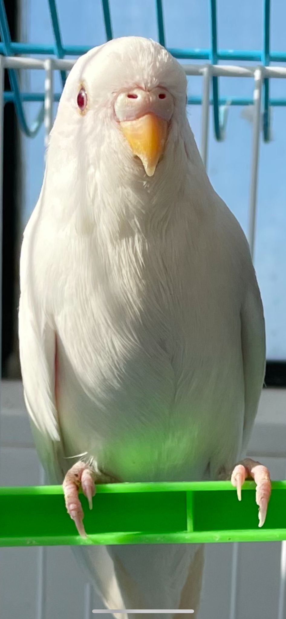 Cocorito sesso