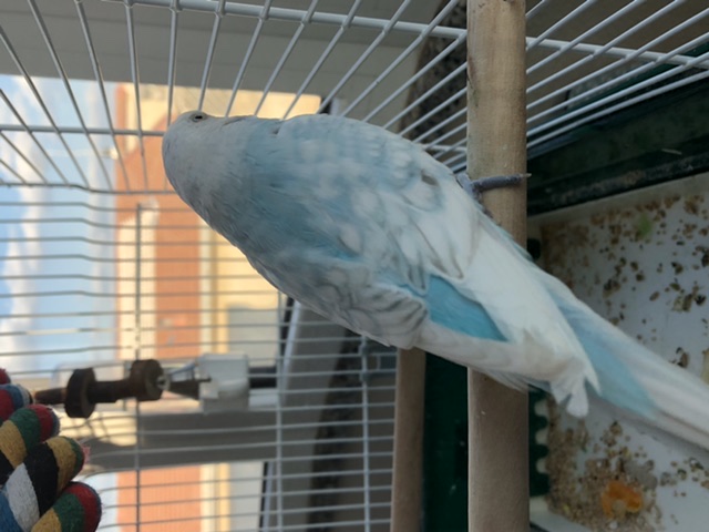 Sesso-età -mutazioni