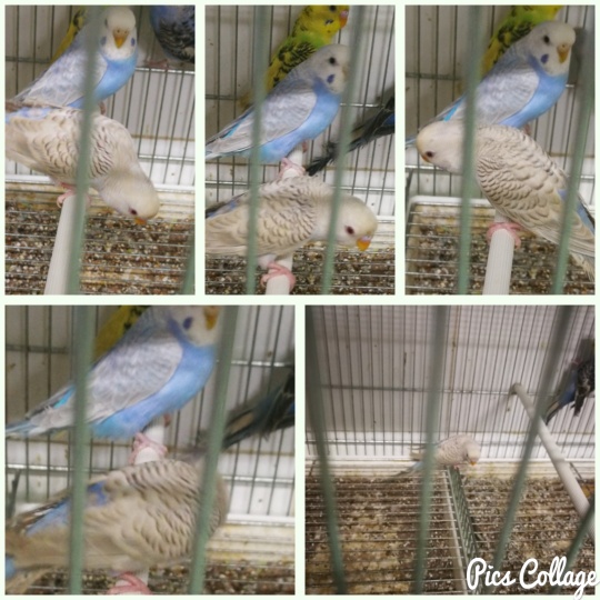 Mutazione Coco con occhi
rossi