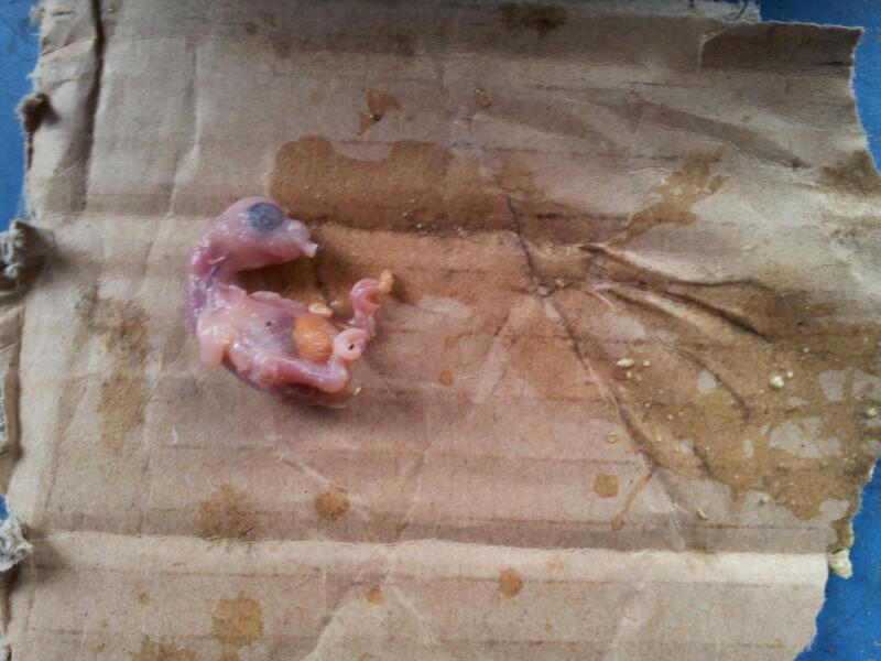 pullo morto :'(