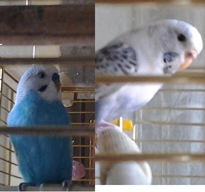 VI PRESENTO LE MIE
PICCOLE COCO DI AGATA E
ONOFRIO
