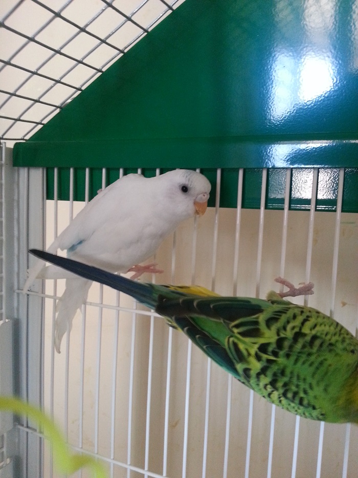 coco femmina corteggia
come il coco maschio