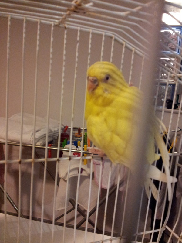 Coco lutina,appenaarrivata