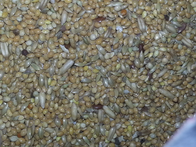 Mix Di Semi Per Tartarughe E Rettili Erbivori - Testumix 70g, Con Trifoglio, Tarassaco E Erbe Selvatiche - Foto 6