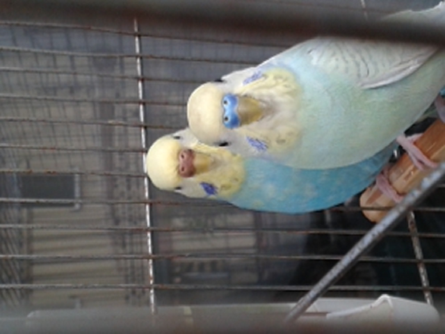 nido