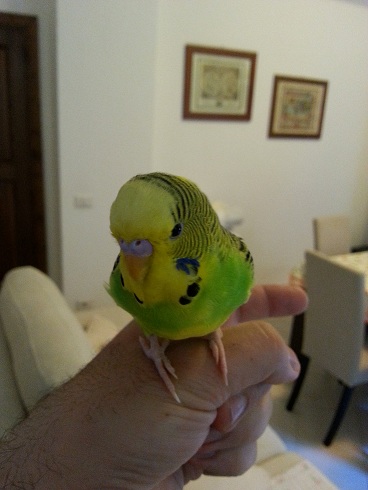metto il nido?