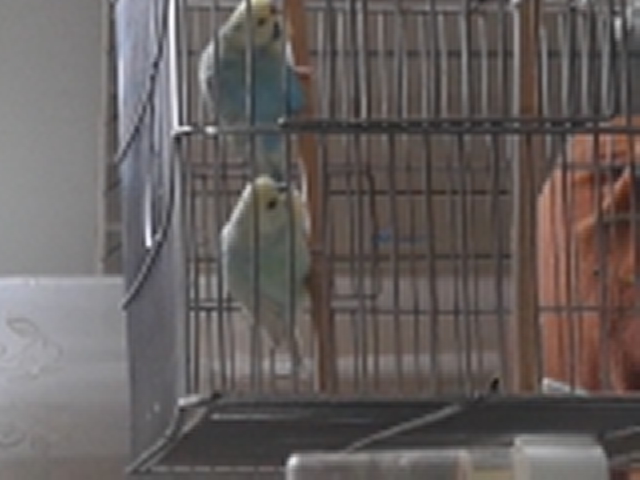 nido