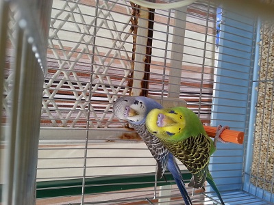 coppietta :') ?