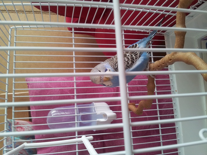 Cloaca sporca