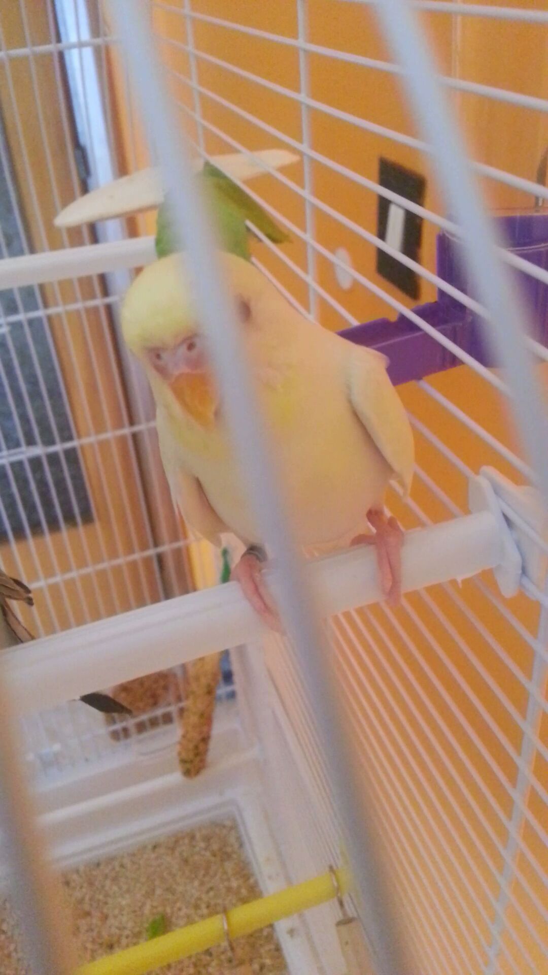 coco molto strano