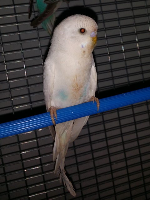 Coco sporche