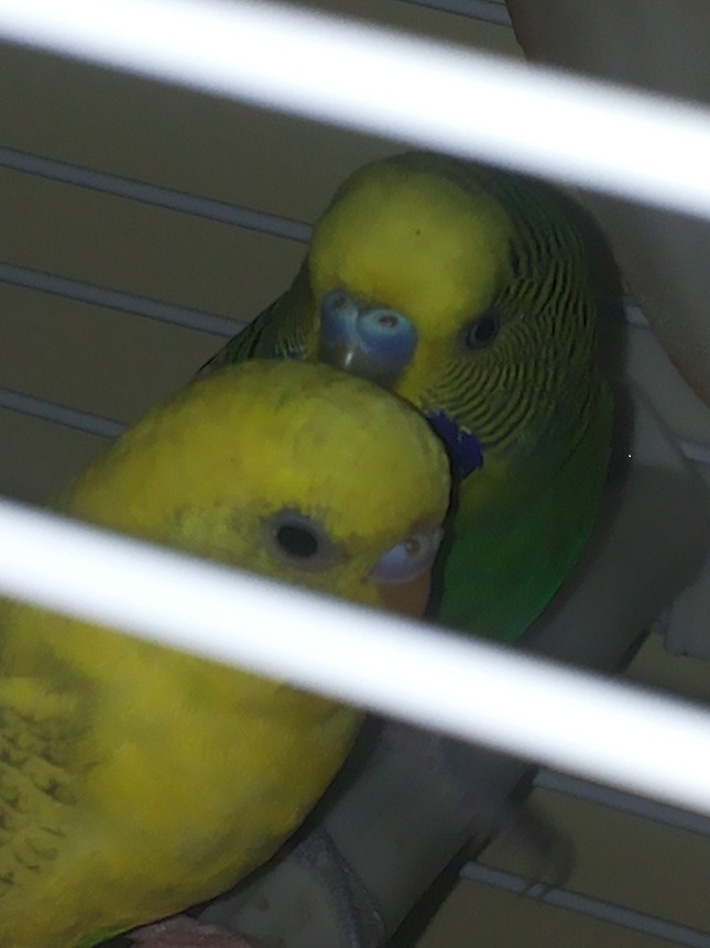 ETA' COCO