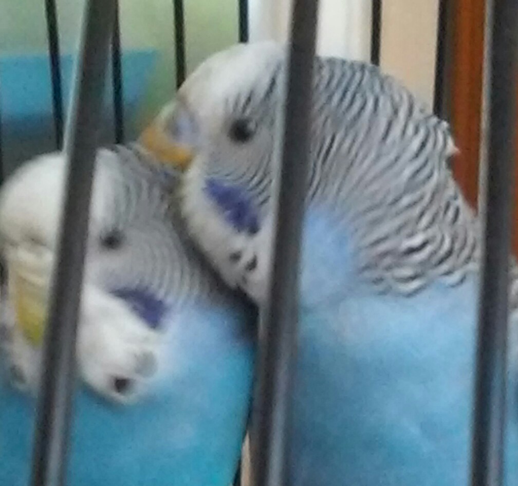 si amano