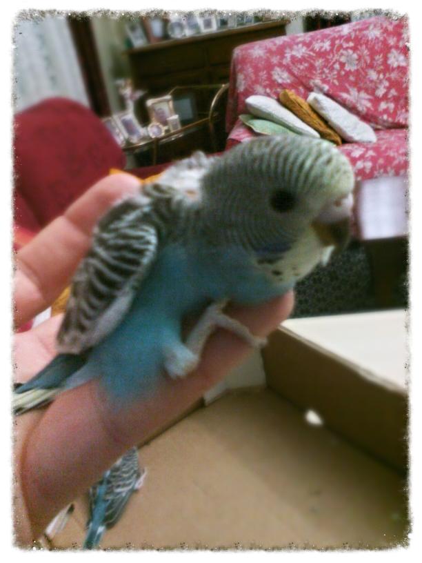 Pullo senza piume...