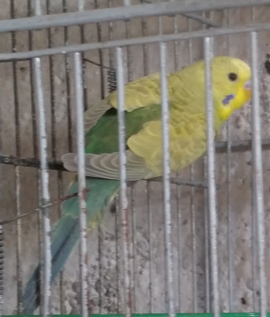 Mutazione