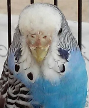 picco ormonale