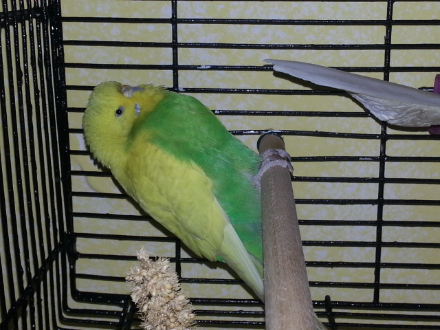 coco ventre gonfio