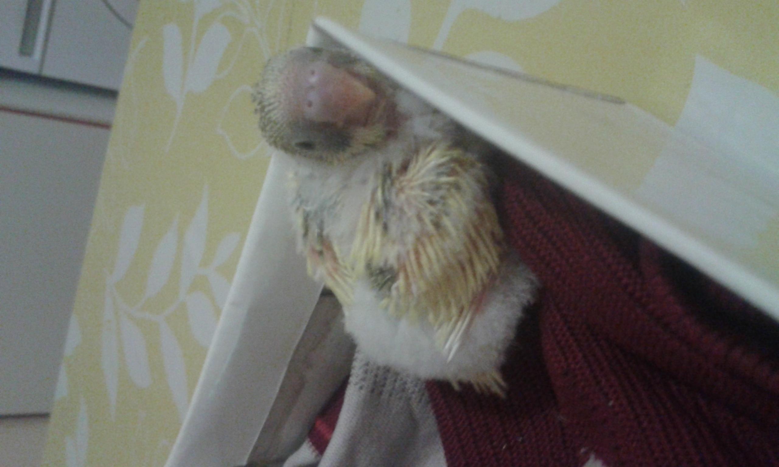 Colore pullo