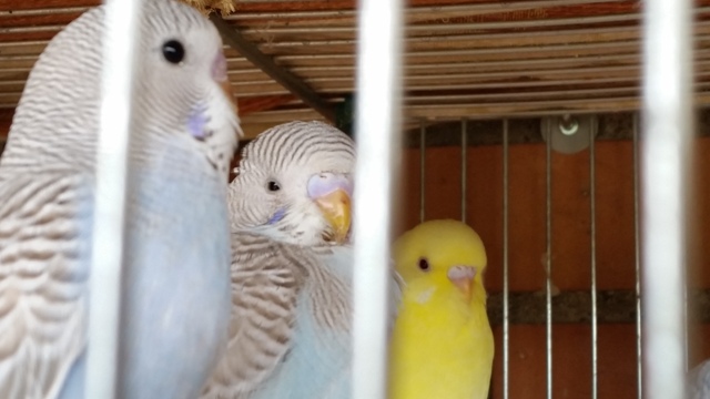 mamma coco becca pullo...
