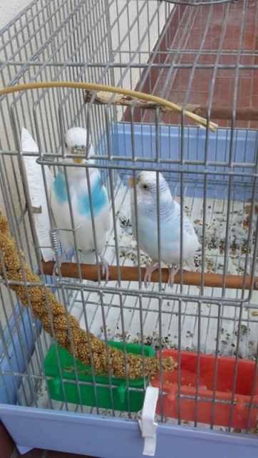 colore zampe