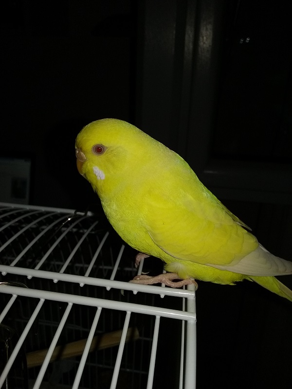 gonfiore