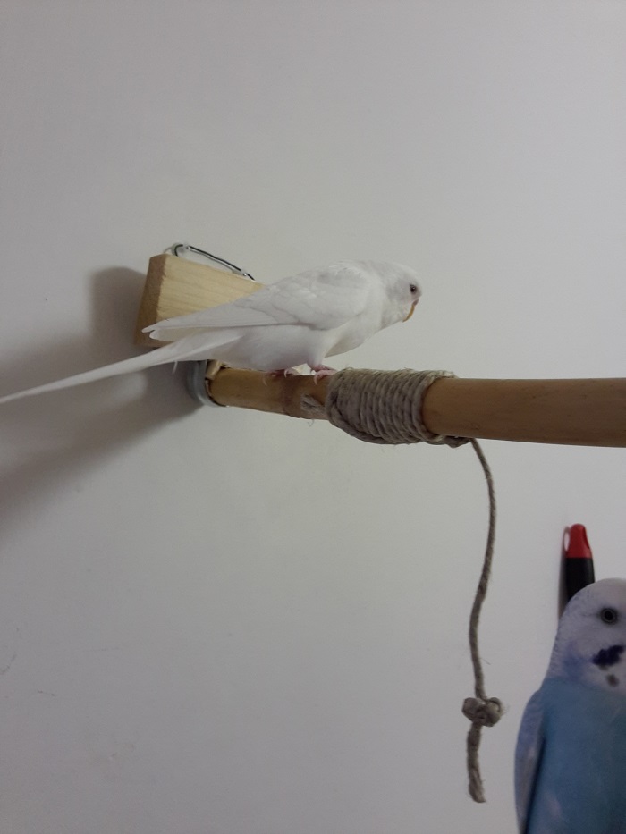 Come lenire problemi
alla cloaca in attesa
del veterinario.